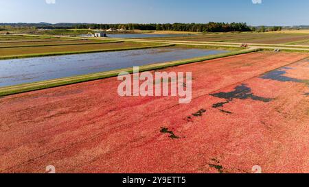 Photographie aérienne de tourbières de canneberges et récolte dans le centre du Wisconsin par un beau matin d'automne. Banque D'Images