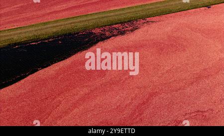 Photographie aérienne de tourbières de canneberges et récolte dans le centre du Wisconsin par un beau matin d'automne. Banque D'Images