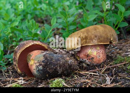 Champignon Neoboletus luridiformis dans les aiguilles. Connue sous le nom de Scarletina Bolete. Champignons sauvages comestibles dans la forêt d'épicéas. Banque D'Images