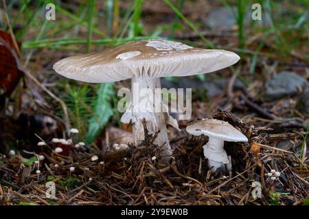 Champignon Amanita excelsa dans les aiguilles. Connu sous le nom de False Blusher européen. Deux champignons sauvages comestibles dans la forêt d'épicéas. Banque D'Images