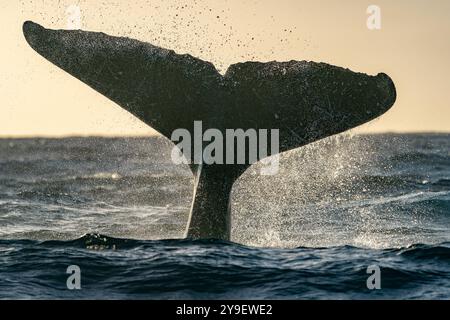 Queue de baleine à bosse giflant à Cabo San Lucas océan pacifique baja california sur mexico au coucher du soleil Banque D'Images