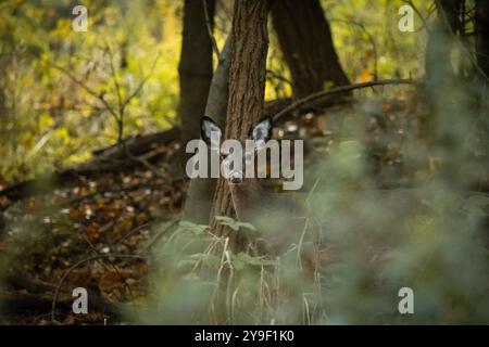 Un jeune cerf de Virginie se tient camouflé derrière des arbres et des broussailles dans une forêt du New Jersey Banque D'Images