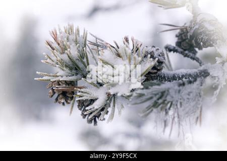 Branche de pin couverte de gel dans un paysage d'hiver couvert de neige avec des détails rapprochés de glace et de neige sur des aiguilles et des cônes, capturant la beauté de natur Banque D'Images