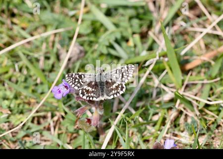 Grizzled Skipper papillon mâle - Pyrgus malvae Banque D'Images