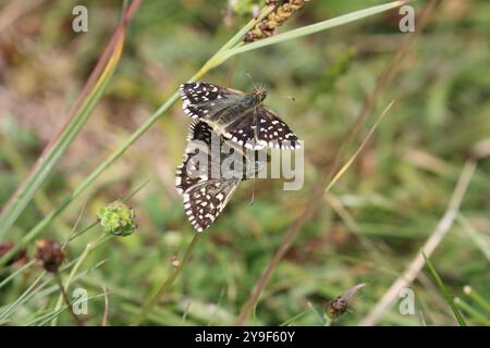 Paire d'accouplement grizzled Skipper Butterfly - Pyrgus malvae Banque D'Images