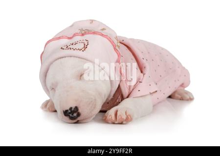 Le chiot Bull Terrier miniature d'un mois en pyjama dormant isolé sur fond blanc Banque D'Images