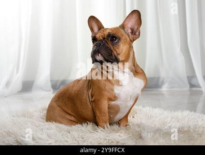 Bouledogue français assis sur un tapis de fourrure sur le sol du salon Banque D'Images