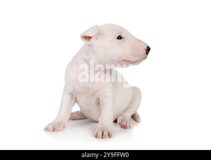 Joli chiot Bull Terrier miniature d'un mois assis sur un fond blanc Banque D'Images