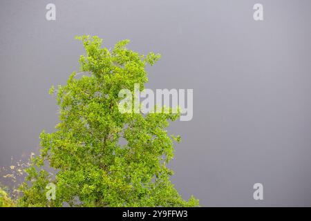 agrégat vert de feuilles d'arbre sur fond d'eau grise Banque D'Images