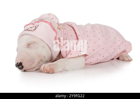 Joli chiot Bull Terrier miniature d'un mois dans son pyjama dormant isolé sur un fond blanc Banque D'Images