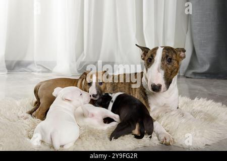Chien Bull Terrier miniature avec quatre chiots couchés sur un tapis de fourrure dans le salon Banque D'Images