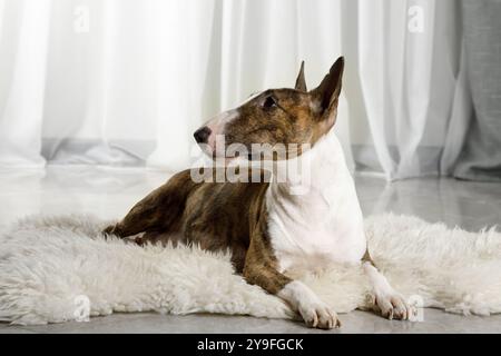 Chien adulte miniature Bull Terrier allongé sur un tapis de fourrure sur le sol du salon Banque D'Images
