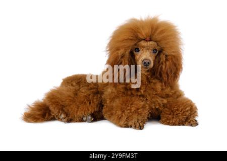 Chien peluche caniche couché sur un fond blanc Banque D'Images