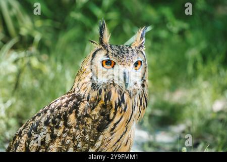 Portrait détaillé avec un hibou aigle eurasien (Bubo bubo) sur fond vert flou. Banque D'Images