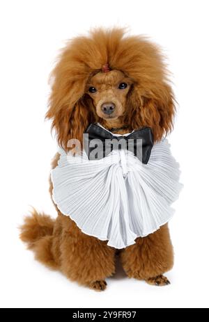 Chien Toy Caniche drôle avec un noeud papillon autour de son cou est assis sur un fond blanc Banque D'Images