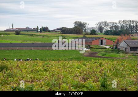 Vaches en pâturage, prairies verdoyantes et étals dans la campagne flamande à Herzéle, Flandre orientale, Belgique Banque D'Images