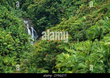 Nanue Falls, Hamakua Coast, Grande Île d'Hawaï. Banque D'Images