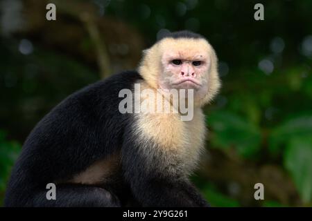 Singe capucin à visage blanc à Manuel Antonio, Costa Rica. Banque D'Images