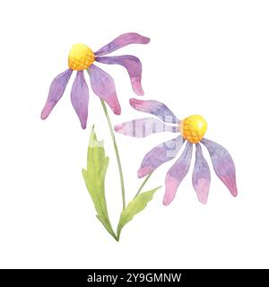 Deux coneflowers avec des pétales violets doux et des feuilles vertes. Illustration aquarelle Echinacea purpurea. Idéal pour les étiquettes de produits de santé et de beauté, les emballages de tisanes ou la papeterie à thème floral Banque D'Images