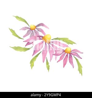 Trois coneflowers roses avec des feuilles vertes, peints en aquarelles douces. Cette illustration d'échinacée est idéale pour les étiquettes de produits à base de plantes, la marque écologique, ou les invitations de mariage floral Banque D'Images