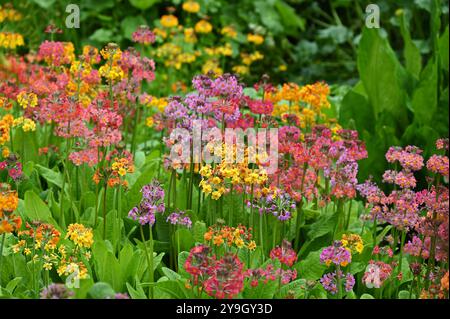 Fleurs de printemps mélangées de primroses candélabres, hybrides candélabres Primula dans le jardin britannique mai Banque D'Images