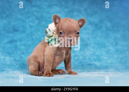 Mignon jeune chiot bouledogue français Brindle lilac avec collier fleuri Banque D'Images