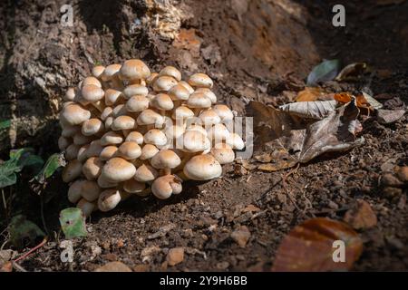 Les champignons Sulphur Tuft poussent sur une bûche en décomposition, illustrant le cycle naturel de décomposition et de renouvellement dans un environnement forestier. Banque D'Images