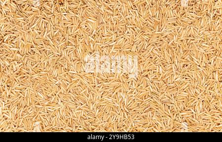 Macro photographie de riz basmati brun cru, céréales ; grain, nourriture saine, blanc; bannière ; vide ; modèle Banque D'Images