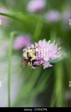 Un bourdon cherche du nectar dans une fleur de ciboulette violette un jour d'été à Calgary, Alberta, Canada. Banque D'Images
