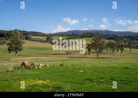 Beau bétail en Australie mangeant de l'herbe, pâturant sur les pâturages. Troupeau de vaches de bœuf élevé en liberté régénérative dans une ferme agricole Banque D'Images