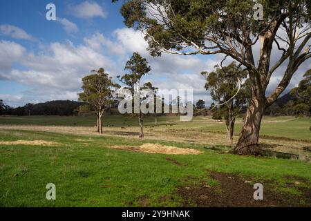 Beau bétail en Australie mangeant de l'herbe, pâturant sur les pâturages. Troupeau de vaches de bœuf élevé en liberté régénérative dans une ferme agricole Banque D'Images