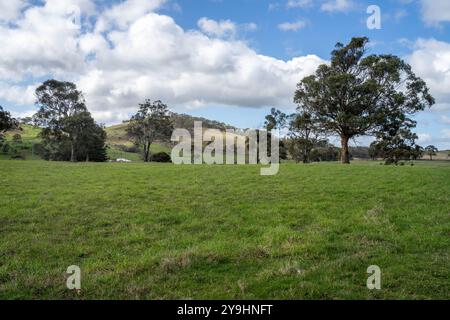 Beau bétail en Australie mangeant de l'herbe, pâturant sur les pâturages. Troupeau de vaches de bœuf élevé en liberté régénérative dans une ferme agricole Banque D'Images