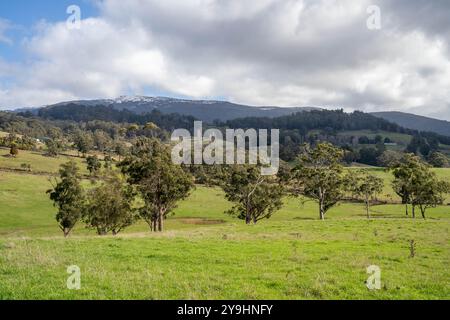 Beau bétail en Australie mangeant de l'herbe, pâturant sur les pâturages. Troupeau de vaches de bœuf élevé en liberté régénérative dans une ferme agricole Banque D'Images