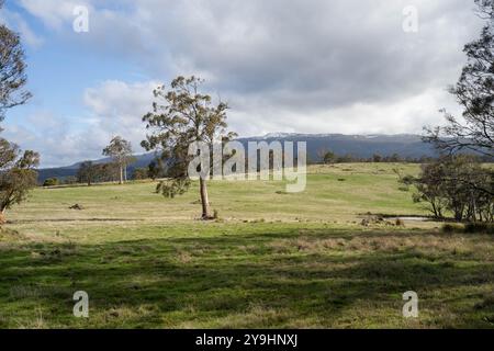 Beau bétail en Australie mangeant de l'herbe, pâturant sur les pâturages. Troupeau de vaches de bœuf élevé en liberté régénérative dans une ferme agricole Banque D'Images