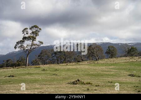 Beau bétail en Australie mangeant de l'herbe, pâturant sur les pâturages. Troupeau de vaches de bœuf élevé en liberté régénérative dans une ferme agricole Banque D'Images