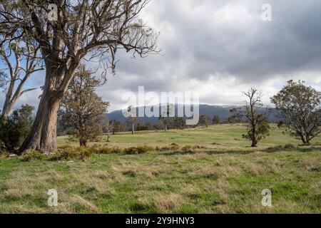 Beau bétail en Australie mangeant de l'herbe, pâturant sur les pâturages. Troupeau de vaches de bœuf élevé en liberté régénérative dans une ferme agricole Banque D'Images