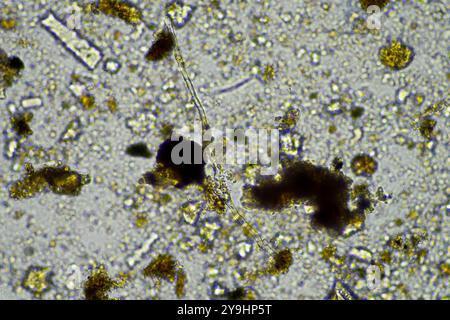 microorganismes et biologie du sol, avec nématodes et champignons sous microscope. dans un sol et du compost Banque D'Images