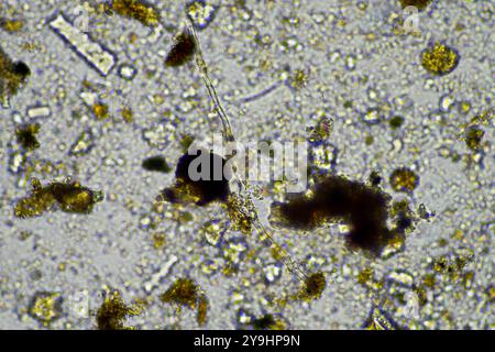 microorganismes et biologie du sol, avec nématodes et champignons sous microscope. dans un sol et du compost Banque D'Images