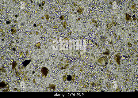 microorganismes et biologie du sol, avec nématodes et champignons sous microscope. dans un sol et du compost Banque D'Images