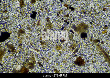 microorganismes et biologie du sol, avec nématodes et champignons sous microscope. dans un sol et du compost Banque D'Images