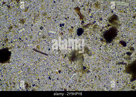 microorganismes et biologie du sol, avec nématodes et champignons sous microscope. dans un sol et du compost Banque D'Images