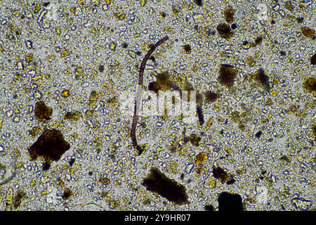 microorganismes et biologie du sol, avec nématodes et champignons sous microscope. dans un sol et du compost Banque D'Images