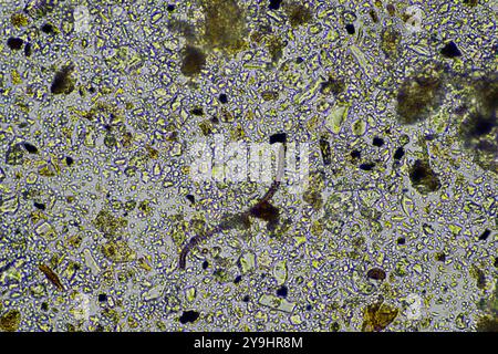 microorganismes et biologie du sol, avec nématodes et champignons sous microscope. dans un sol et du compost Banque D'Images