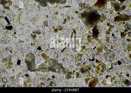 microorganismes et biologie du sol, avec nématodes et champignons sous microscope. dans un sol et du compost Banque D'Images