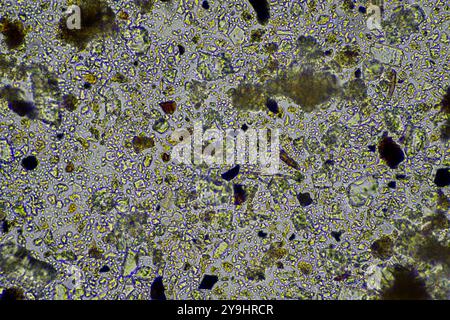 microorganismes et biologie du sol, avec nématodes et champignons sous microscope. dans un sol et du compost Banque D'Images