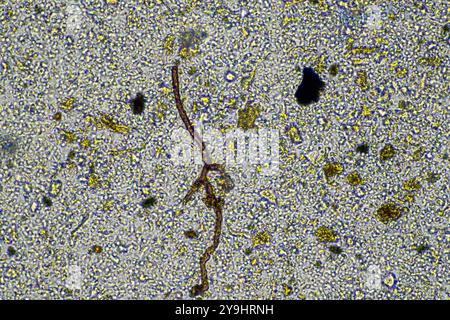 microorganismes et biologie du sol, avec nématodes et champignons sous microscope. dans un sol et du compost Banque D'Images