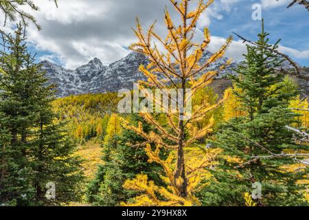 Belles vues panoramiques de l'automne à Sentinal Pass, Larch Valley en septembre avec de la neige légère couvrant l'incroyable paysage du nord du Canada, Banque D'Images