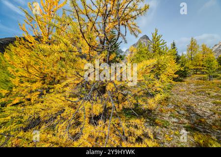 Belles vues panoramiques de l'automne à Sentinal Pass, Larch Valley en septembre avec de la neige légère couvrant l'incroyable paysage du nord du Canada, Banque D'Images