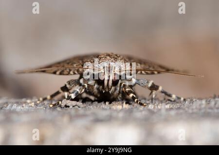 Amphipyra pyramidoides, ailes de cuivre Banque D'Images