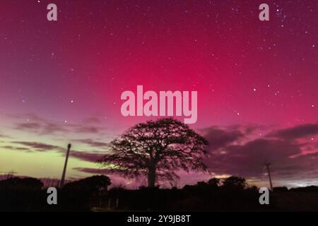 Knowstone, Royaume-Uni. 10e oct. L'Aurora Borealis fait un spectacle spectaculaire dans le ciel au-dessus du parc éolien Batsworthy Cross dans le Mid Devon. Crédit : Mark Passmore / Alamy Live News Banque D'Images